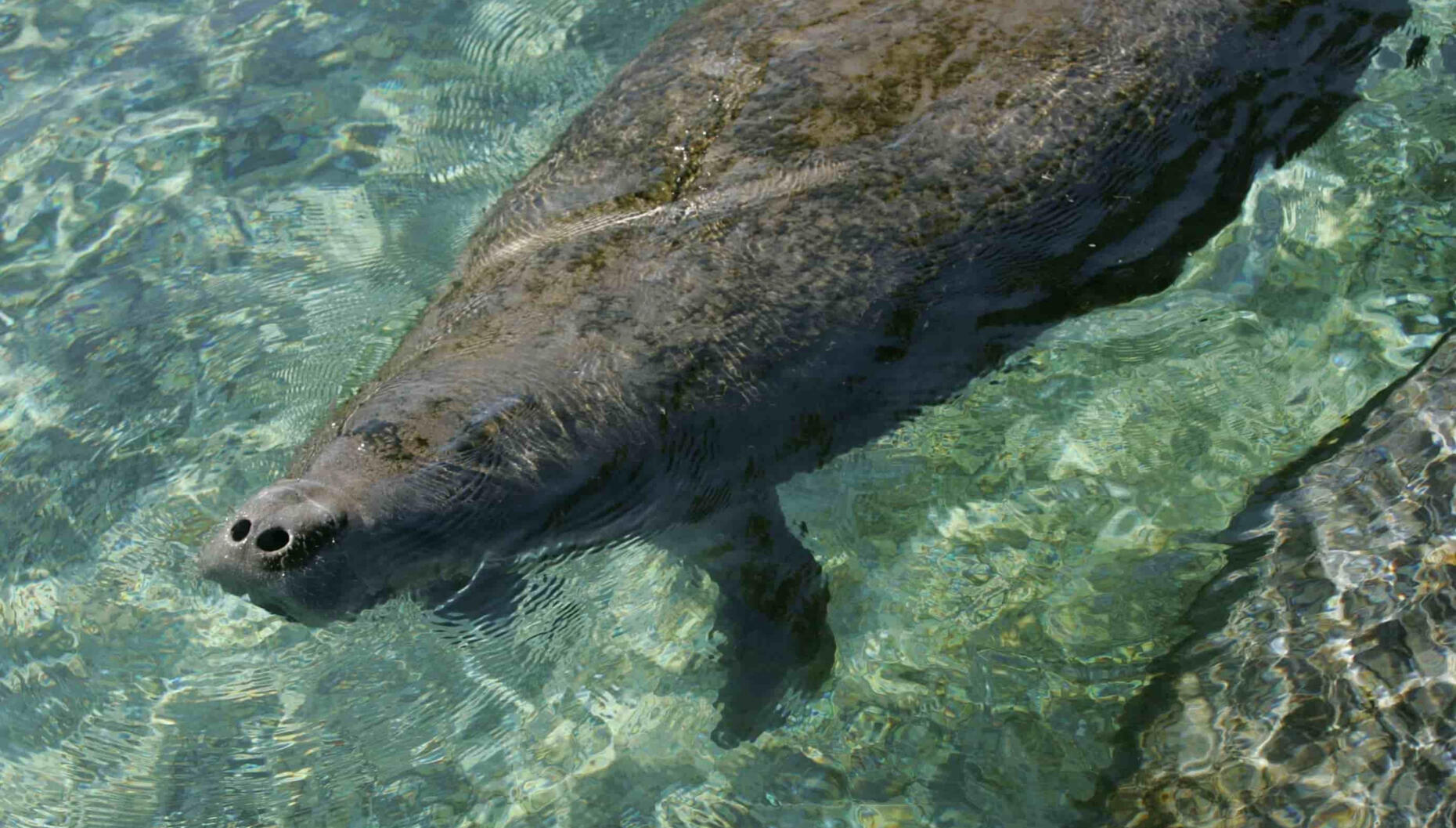 Manatee underwater